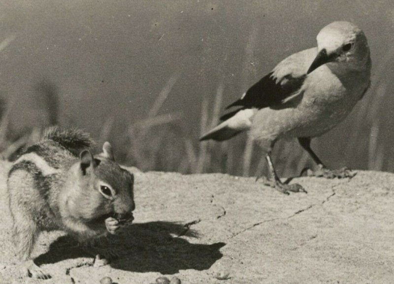 RPPC 1930-1950 nutcrackers chipmunk bird Crater Lake Oregon Sawyers photo B02 