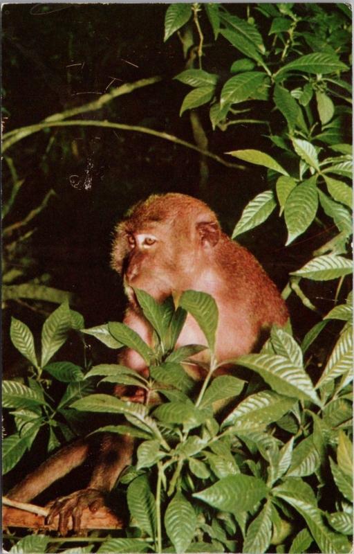 Monkey Jungle Miami Florida FL Monkeys Unused Vintage Postcard D45