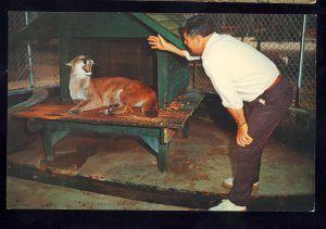 Silver Springs, Florida/FL Postcard,  Ross Allen's Reptile Institute