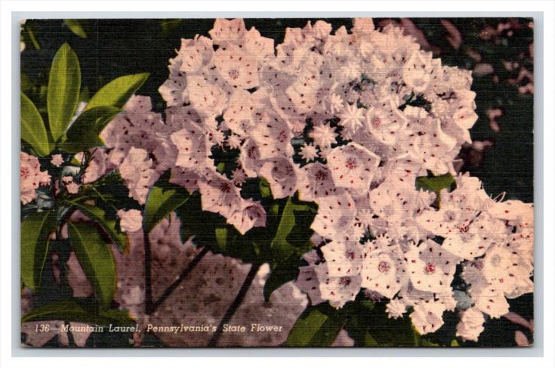 21270   FLOWERS  Mountain Laurel