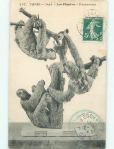 c1910 Postcard MONKEY EXHIBIT IN PARIS FRANCE AC3142