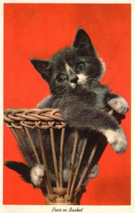 Postcard Puss in Basket Cute Pussy Cat Inside the Basket Black