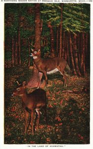 Marquette Michigan, Northern Woods, Native Deer, Presque Isle, Vintage Postcard