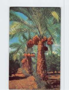 Postcard Date Palms, the Southwest