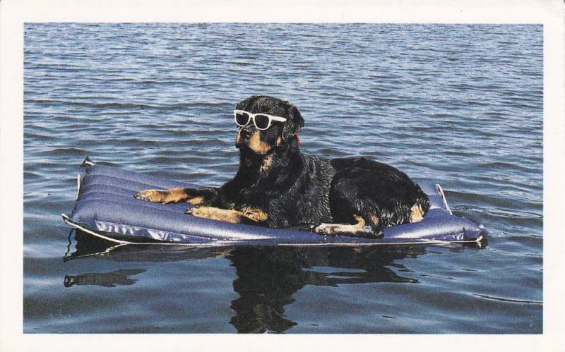 rottweiler with sunglasses