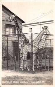 Sarasota Florida Giraffes in Winter Quarters Real Photo Antique Postcard J77381