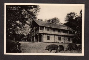 Czechoslovakia Tyrolsky Dum Milevska Czech Republic Swine Pigs Postcard RPPC RP