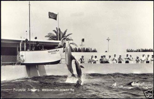 Miami, Fla., SeaQuarium Porpoises 1960s Dutch Ed. RPPC