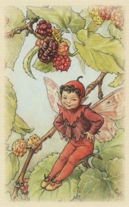 Mulberry Flower Fairy Stunning WW2 Book Illustration Postcard