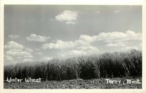 RPPC Postcard; Terry MT, Field of Winter Wheat, Agriculture, Prairie County