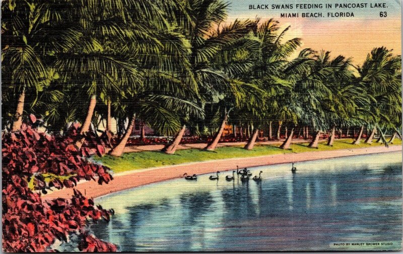 Vtg Miami Beach Florida FL Black Swans Feeding in Pancoast Lake 1940s Postcard