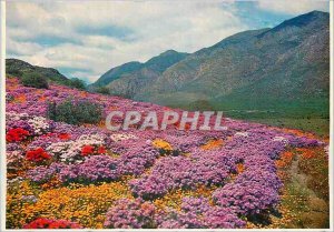 Postcard Modern Floral Carpet Cape South Africa at Montagu Nature Garden in S...