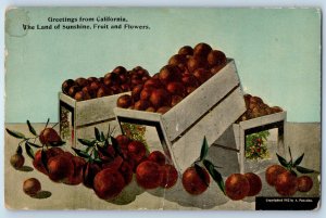 c1910s Greetings From California The Land Of Sunshine Fruit And Flowers Postcard