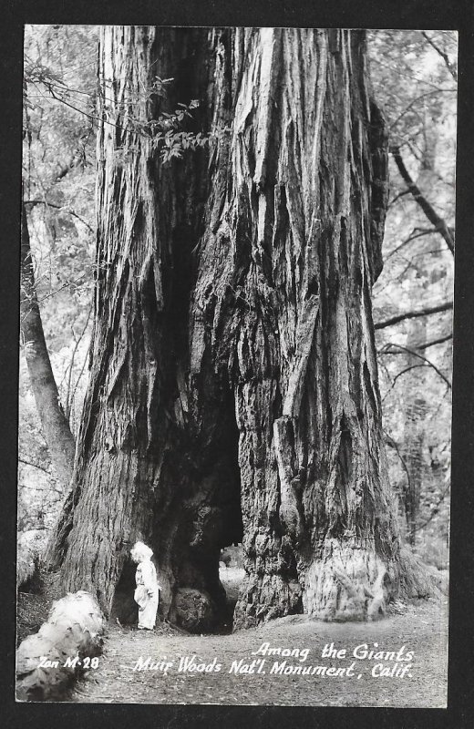 Child by Giant Tree Muir Woods CA RPPC Unused c1940s