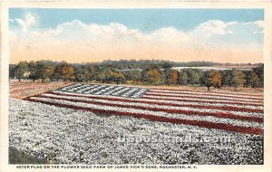 Aster Flag, Farm of James Vick's Sons - Rochester, New York NY Postcard