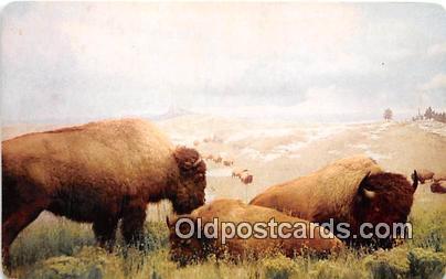 Denver Museum of Natural History, CO, USA American Bison Postcard Post Card D...