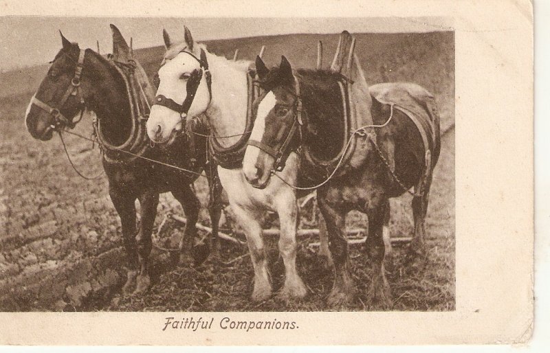 Three horses. Faithful Companions Nice old vintage English postcard