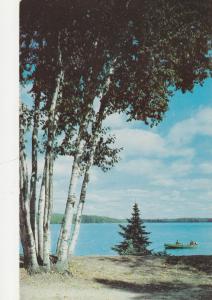Beautiful Birch Trees - Mailed from Michigan - Published in Wisconsin - pm 1953