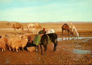 Israel Judean Desert Near The Well In The Desert