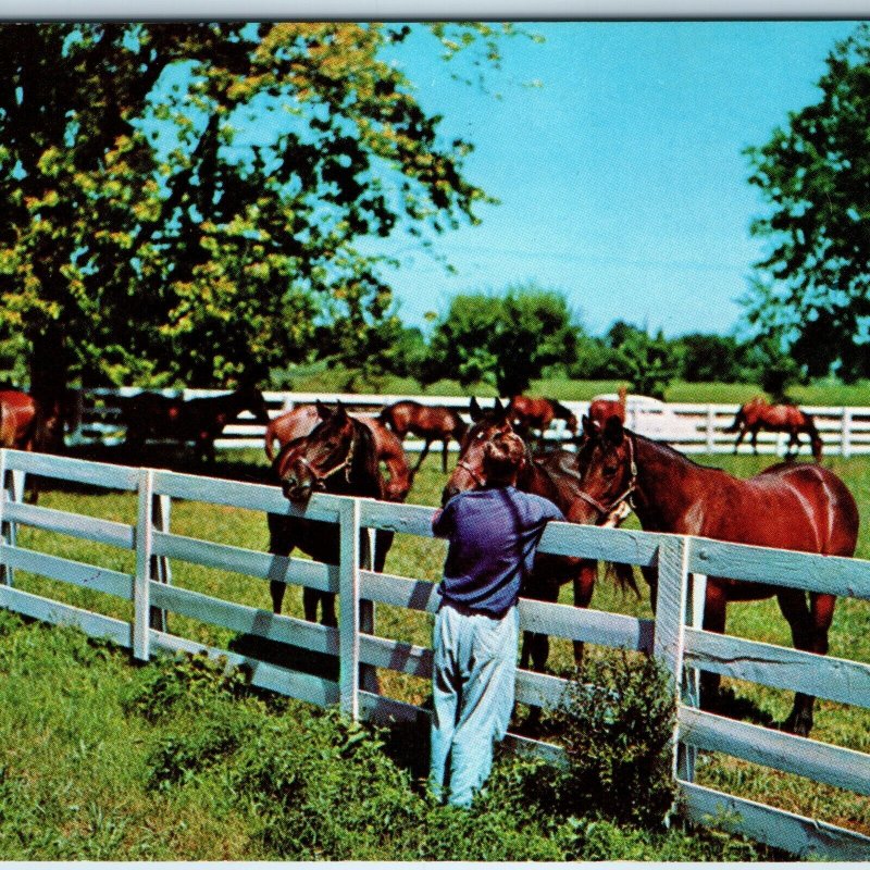 1955 Near Lexington, KY Blue Grass Horse Farm Cute Girl White Picket Fence A239