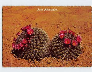 Postcard Twin Pincushion, Desert Botanical Gardens, Papago Park, Phoenix, AZ