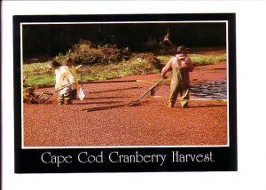 Cranberry Harvest, Cape Cod, Massachusetts, Wheelbarrow, Photo Terhune