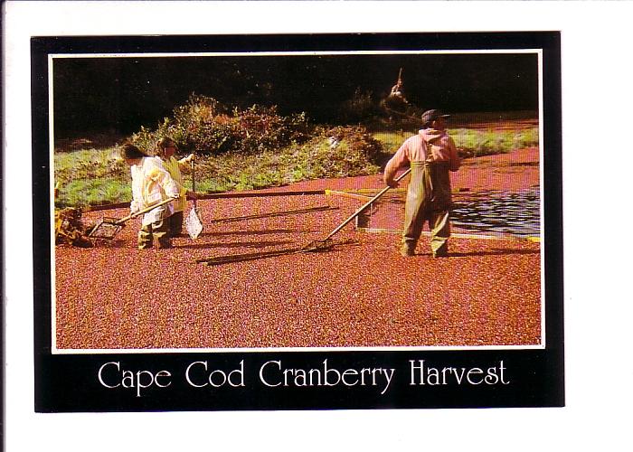 Cranberry Harvest, Cape Cod, Massachusetts, Wheelbarrow, Photo Terhune