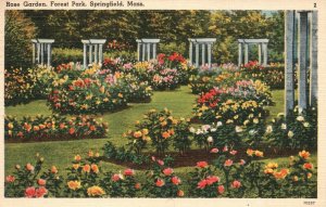 Vintage Postcard 1942 Rose Garden Forest Park Springfield Massachusetts TSNC Pub