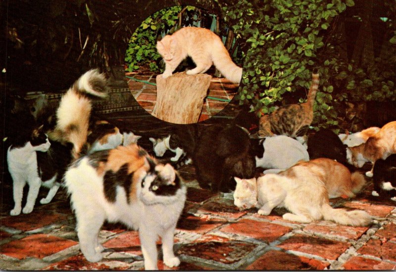 Florida Key West Ernest Hemingway Home Cats