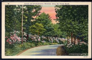 Laurel and Rhododendron Blossoms along the forest Roads,PA