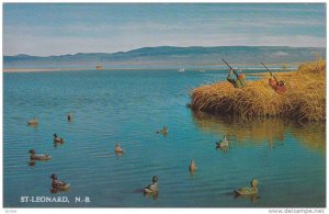 Duck Hunting , St-Leonard , New Brunswick , Canada , 50-60s