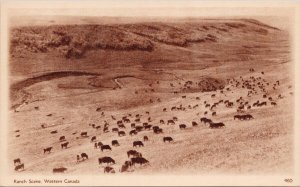 Ranch Scene Western Canada Cattle Cows #460 Canada Post Card Postcard E77