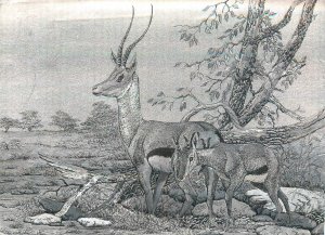 Thomson`s Gazelle & Young silver novelty postcard 1987