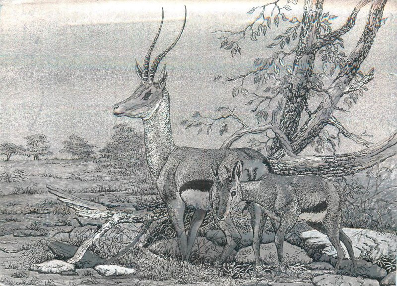 Thomson`s Gazelle & Young silver novelty postcard 1987