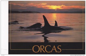 Orcas / Killer Whales , West Coast , Canada , 1950-70s #1