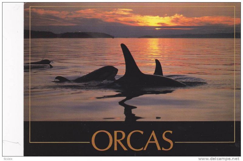 Orcas / Killer Whales , West Coast , Canada , 1950-70s #1