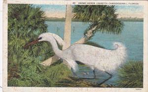 Florida Birds Snowy Heron 1937