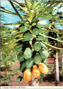 postcard Hawaii - Papaya Blossoms and Fruit
