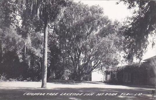 Florida Mt Dora Camphor Tree Lakeside Inn 1959 Real Photo RPPC