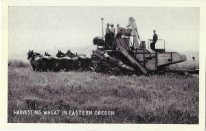 Harvesting Wheat in Eastern Oregon Men and Horses