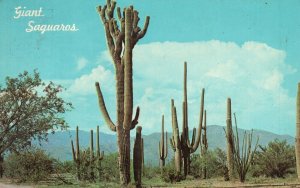 Vintage Postcard 1967 Desert Giant Saguaros Big Cactus Arizona AZ