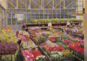 Netherlands Aalsmeer Centrale Aalsmeerse Veiling Greenhouse Interior