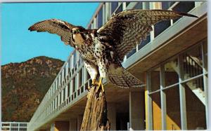 COLORADO SPRINGS, CO Colorado  AIR FORCE Academy MASCOT-FALCON  c1950s Postcard