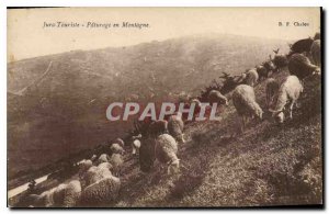 Postcard Old Jura Mountain Sheep in Pasture Tourist