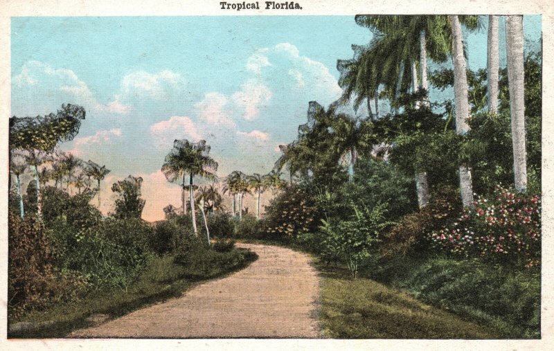 Vintage Postcard 1920's Tropical Florida Trail Mountain Side E.C. Kropp Co.