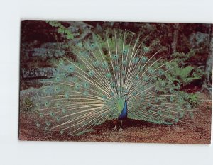 Postcard Proud peacock, Sterling Forest Gardens, Tuxedo, New York