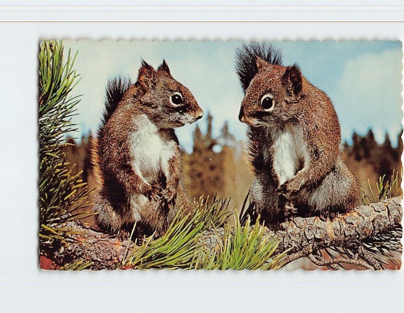 Postcard Squirrels Greetings from Bonnyville Alberta Canada