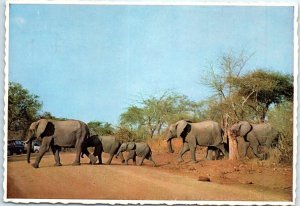 Postcard - Elephant Family crossing a road - South Africa