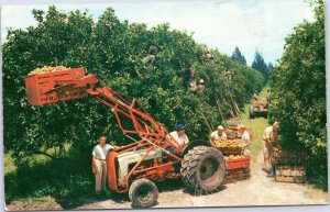 postcard FL - Citrus Harvest at Flamingo Orange Groves, Ft. Lauderdale