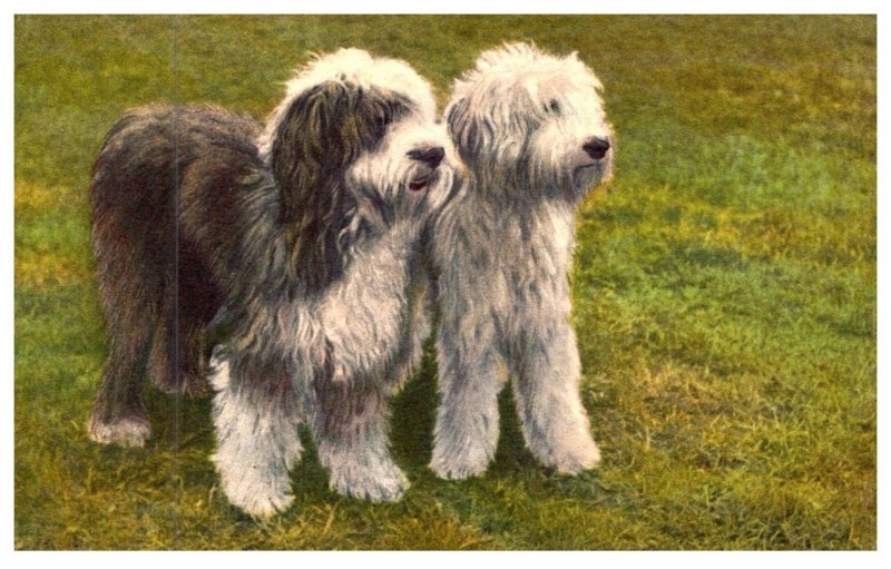 Dog ,   English  Sheepdogs